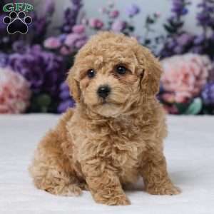 Duke, Bich-Poo Puppy